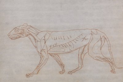 Vergleichende anatomische Darstellung der Struktur des menschlichen Körpers mit der eines Tigers und einer Kuh von George Stubbs